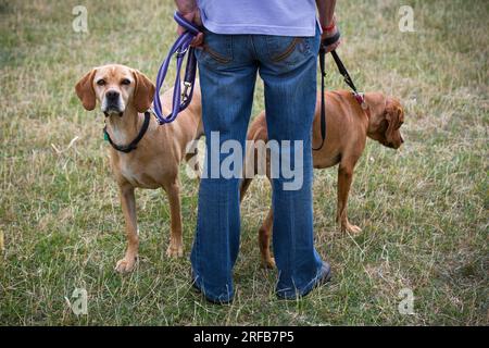 Die Rückansicht einer weiblichen Figur, die die Elektroden von zwei Hunden hält, einer schaut auf die Kamera in einem trockenen Feld. Stockfoto