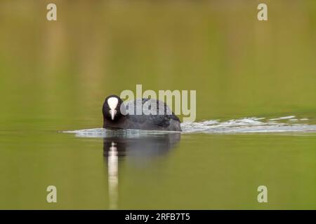 Ein erwachsener Muschi (Fulica atra) schwimmt auf einem reflektierenden See Stockfoto