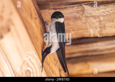 Ein Haus martin (Delichon urbicum) hängt an einem Holzbalken und beginnt, ein Nest zu bauen Stockfoto