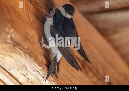 Zwei Haus-martins (Delichon urbicum) hängen an einem Holzbalken und beginnen mit dem Bau eines Nestes Stockfoto