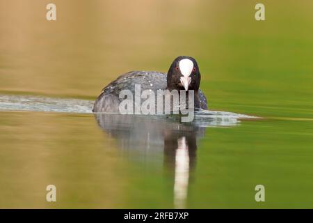 Ein erwachsener Muschi (Fulica atra) schwimmt auf einem reflektierenden See Stockfoto