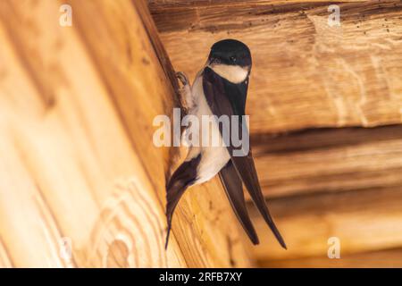 Ein Haus martin (Delichon urbicum) hängt an einem Holzbalken und beginnt, ein Nest zu bauen Stockfoto