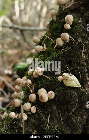 Viele Pilze wachsen auf einem alten Baumstumpf im Wald. Vertikales Foto Stockfoto