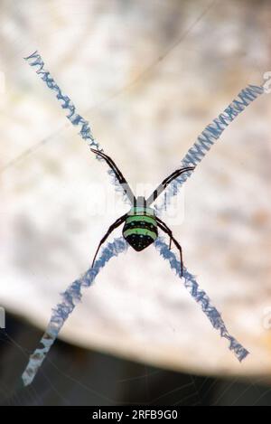 St. Andrew’s Cross Spider, Argiope keyserlingi oder Northern Saint Andrew’s Cross Spider, Argiope aetherea, Malanda, Australien. Stockfoto