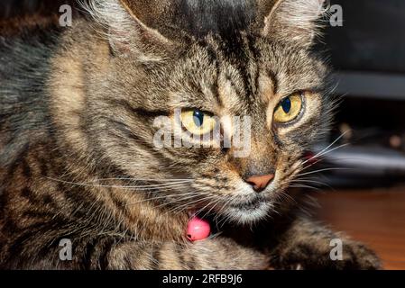 Hauskatze, Felis catus, kurzhaarige Tabby, Haustier , Australien, Stockfoto