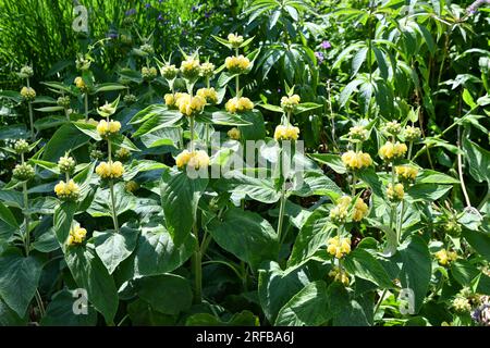 Gelbe Blumen von russel Sagebrush in einem Park Stockfoto
