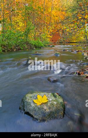 Gelbes gefallenes Silkamorblatt auf einem Felsbrocken im Fluss Pinnau, das durch den Herbstwald fließt und Herbstfarben zeigt, Schleswig-Holstein, Deutschland Stockfoto