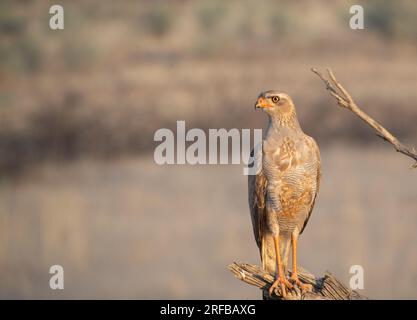 Jugendlicher, blasser Goshawk, hoch oben auf einem Ast Stockfoto