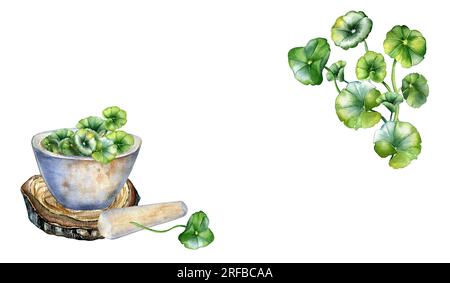 Rahmen aus Steinmörtel und Stößel auf Holzständer Aquarell Darstellung isoliert auf Weiß. Centella asiatica, gotu kola Kräuterpflanzen handgezeichnet. Des Stockfoto