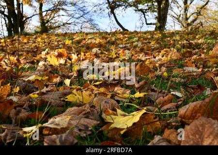 Bunte Blätter bedecken eine Wiese mit ihrem farbenfrohen Blitz Stockfoto