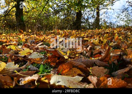 Bunte Blätter bedecken eine Wiese mit ihrem farbenfrohen Blitz Stockfoto