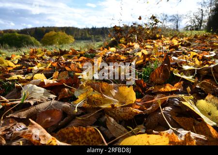 Bunte Blätter bedecken eine Wiese mit ihrem farbenfrohen Blitz Stockfoto