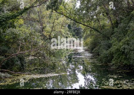 Der Wald um den Jarun-See Stockfoto
