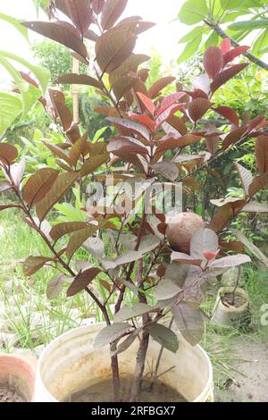 Australischer Guava-Baum, der zur Ernte auf einem Topf veredelt wird, ist eine Ernte, die bar ist Stockfoto