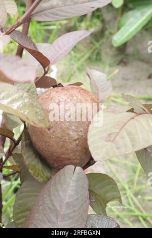 Australischer Guava-Baum, der zur Ernte auf einem Topf veredelt wird, ist eine Ernte, die bar ist Stockfoto