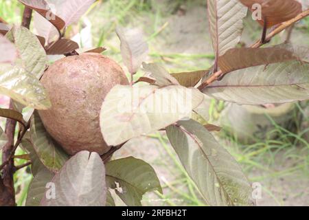 Australischer Guava-Baum, der zur Ernte auf einem Topf veredelt wird, ist eine Ernte, die bar ist Stockfoto