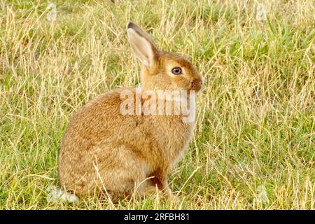 Ein Hase, ein Hase roter Blumen mit wunderschönem Pelz sitzt auf einer Lichtung und blickt in die Ferne Stockfoto