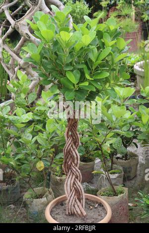 Die Baumpflanze Ficus microcarpa auf dem Hof für die Ernte sind Barfrüchte Stockfoto