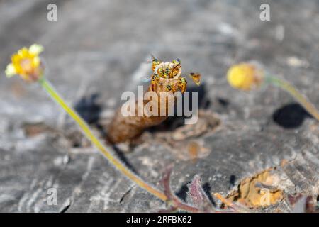 Ausgewachsene Jatai-Bienen der Art Tetragonisca angustula mit selektivem Fokus. „Mirim Bees“ Stockfoto