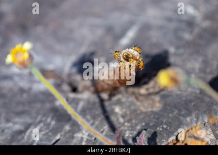 Ausgewachsene Jatai-Bienen der Art Tetragonisca angustula mit selektivem Fokus. „Mirim Bees“ Stockfoto