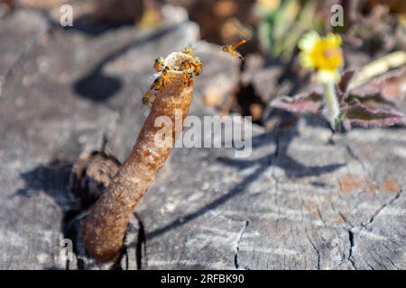 Ausgewachsene Jatai-Bienen der Art Tetragonisca angustula mit selektivem Fokus. „Mirim Bees“ Stockfoto