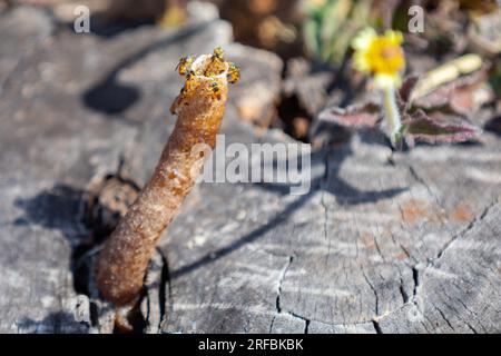 Ausgewachsene Jatai-Bienen der Art Tetragonisca angustula mit selektivem Fokus. „Mirim Bees“ Stockfoto