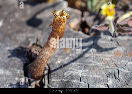 Ausgewachsene Jatai-Bienen der Art Tetragonisca angustula mit selektivem Fokus. „Mirim Bees“ Stockfoto