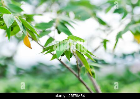 Calabura, Jam Tree oder Jamaika-Kirsche oder Malayische Kirsche oder Muntingia calabura L oder MUNTINGIACEAE oder westindische Kirschpflanze mit Blume am Baum Stockfoto