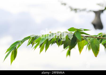 Calabura, Jam Tree oder Jamaika-Kirsche oder Malayische Kirsche oder Muntingia calabura L oder MUNTINGIACEAE oder westindische Kirschpflanze mit Blume am Baum Stockfoto