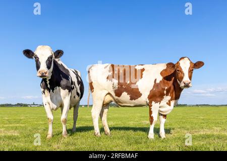 2 Kühe auf einem Feld, Seitenansicht und Vorderseite, zweifarbig rot und schwarz-weiß, stehendes Milchvieh, blauer Himmel und Horizont über Land im N Stockfoto
