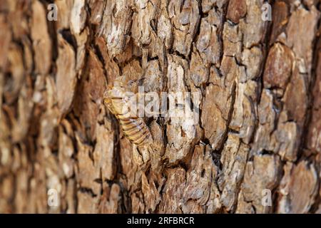 Cicada-Schale auf Baumrinde Stockfoto