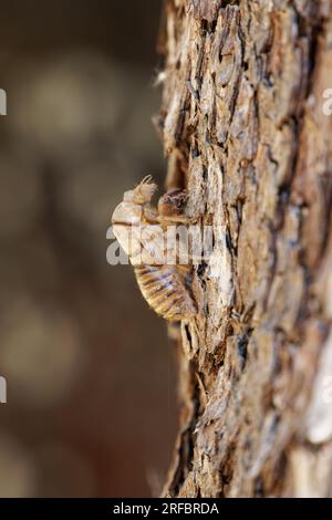 Cicada-Schale auf Baumrinde Stockfoto