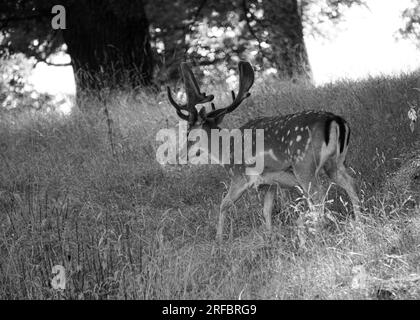 Blick auf Hirsche, die auf dem Feld grasen Stockfoto