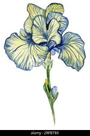 Iris-Blume. Handgezeichnete Aquarelle für Karten, Hintergründe, Sammelalben. Perfekt für eine Hochzeitseinladung. Stockfoto