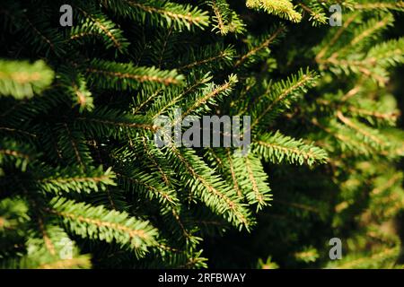 Natürlicher Hintergrund junger Tannenäste mit kleinen Nadeln. Ich baue einen neuen immergrünen Tannenbaum an. Kiefernäste mit jungen grünen Nadeln Stockfoto