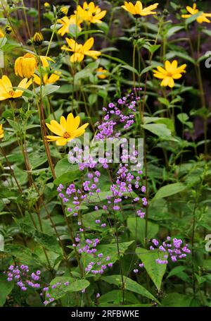 Thalictrum delavayii „Hewitt’s Double“ und Helianthus tuberosus Stockfoto