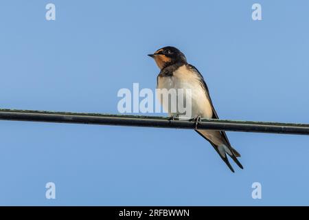 Ein süßer, junger Vogel, die Scheune mit rotem Kinn, hoch auf einem schwarzen Draht. Sonniger Sommertag mit klarem blauen Himmel. Stockfoto