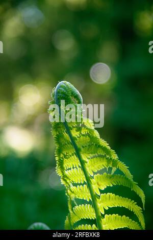 Nahaufnahme eines Farns. Stockfoto