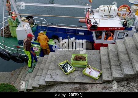 Fischer, die ihren kleinen Fang von einem Küstenfischereiboot aus anlanden, Llanes, Asturien, Costa Verde (Grüne Küste), Spanien, Europa, EU Stockfoto