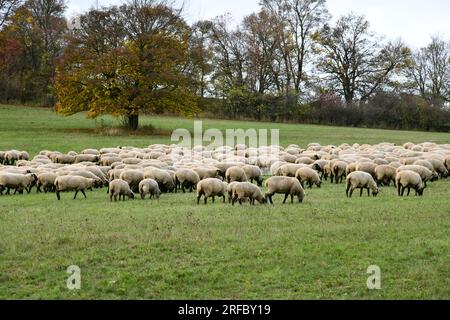 Schafherde bei den Rhön-Landcape-Naturschützern auf vier Beinen Stockfoto