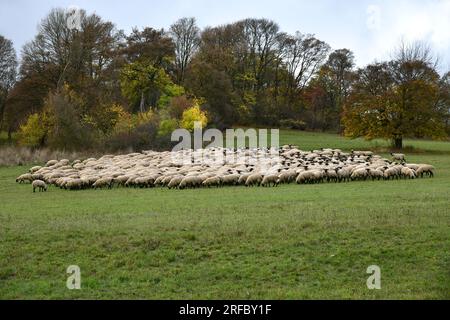 Schafherde bei den Rhön-Landcape-Naturschützern auf vier Beinen Stockfoto