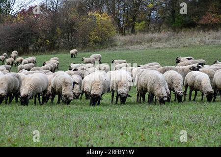 Schafherde bei den Rhön-Landcape-Naturschützern auf vier Beinen Stockfoto