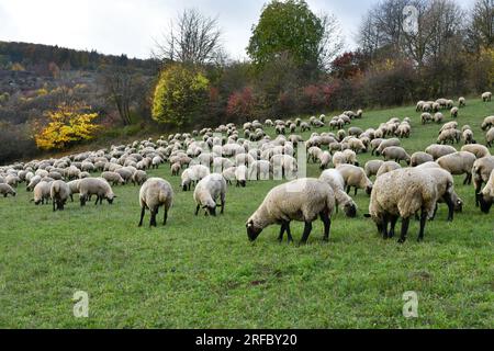 Schafherde bei den Rhön-Landcape-Naturschützern auf vier Beinen Stockfoto
