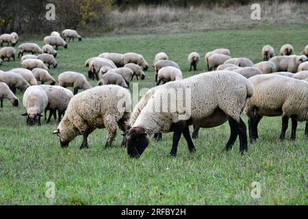 Schafherde bei den Rhön-Landcape-Naturschützern auf vier Beinen Stockfoto