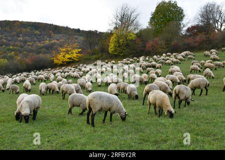 Schafherde bei den Rhön-Landcape-Naturschützern auf vier Beinen Stockfoto
