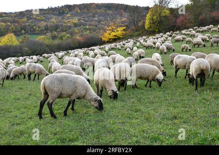 Schafherde bei den Rhön-Landcape-Naturschützern auf vier Beinen Stockfoto