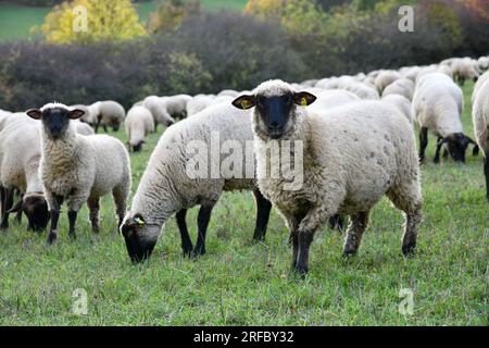 Schafherde bei den Rhön-Landcape-Naturschützern auf vier Beinen Stockfoto