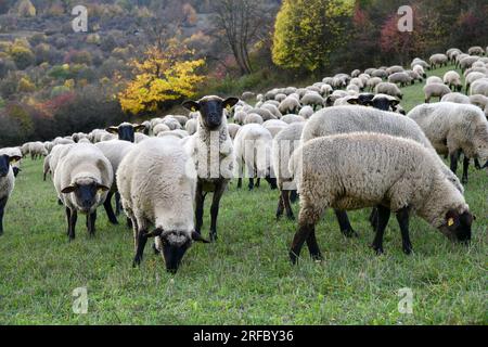 Schafherde bei den Rhön-Landcape-Naturschützern auf vier Beinen Stockfoto