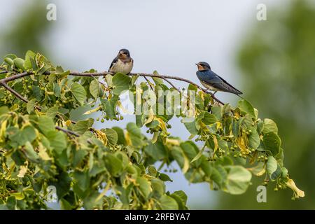 Zwei süße, junge Vögel, die Scheune schluckt mit rotem Kinn, die auf einem Limettenbaum mit grünen Blättern sitzen. Blauer Himmel im Hintergrund. Stockfoto