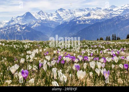 Wilde Krokusblüten in den alpen mit Schneebesen im Hintergrund im Frühling - fokussierendes Bild Stockfoto